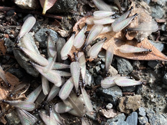 Reticulitermes hesperus