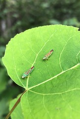 Graphocephala fennahi