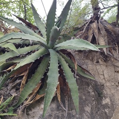 Agave xylonacantha