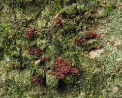 Nectriaceae