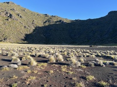 Deschampsia nubigena