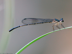 Nososticta kalumburu