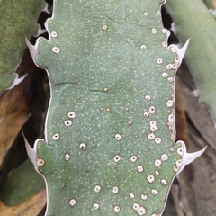 Agave xylonacantha