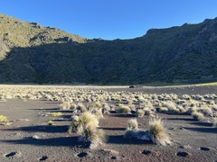 Deschampsia nubigena