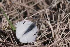 Tatochila
