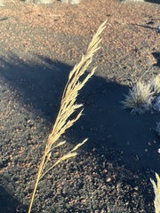 Deschampsia nubigena