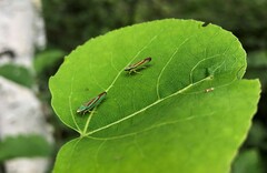 Graphocephala fennahi
