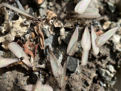 Reticulitermes hesperus