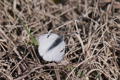 Tatochila
