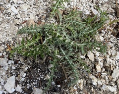 Cirsium arizonicum