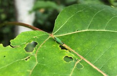 Graphocephala fennahi