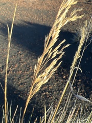 Deschampsia nubigena