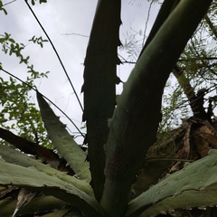 Agave xylonacantha