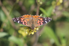 Vanessa braziliensis