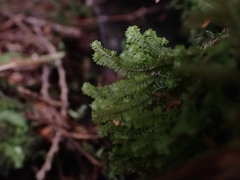 Macrodiplophyllum rubrum
