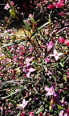 Boronia ledifolia