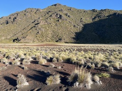 Deschampsia nubigena