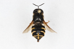 Stratiomys badia