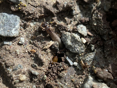 Reticulitermes hesperus