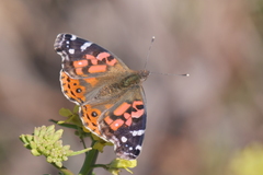 Vanessa braziliensis