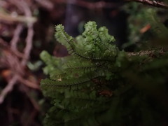 Macrodiplophyllum rubrum