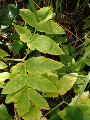 Angelica genuflexa