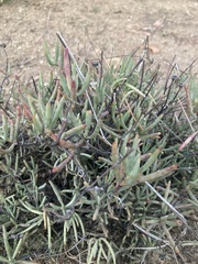 Malephora crocea