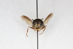 Stratiomys badia