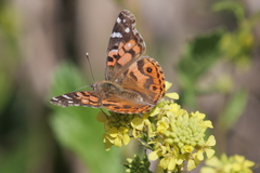 Vanessa braziliensis