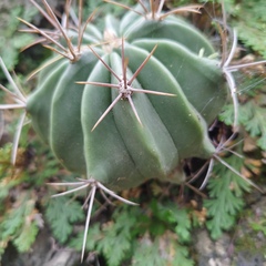 Ferocactus echidne