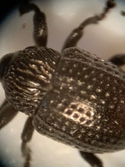 Chalcodermus inaequicollis