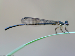 Nososticta kalumburu