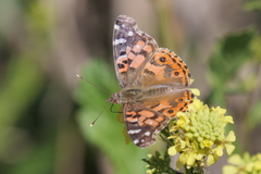 Vanessa braziliensis