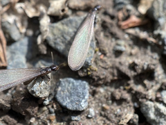 Reticulitermes hesperus