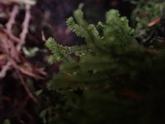 Macrodiplophyllum rubrum