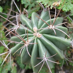 Ferocactus echidne