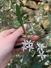 Philotheca myoporoides
