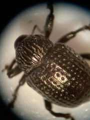Chalcodermus inaequicollis