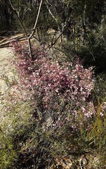 Boronia ledifolia