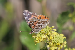 Vanessa braziliensis
