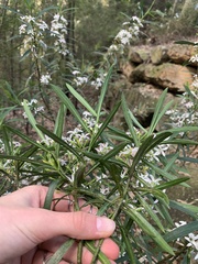 Philotheca myoporoides