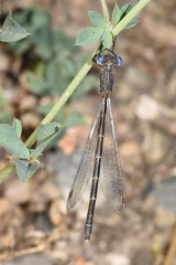 Lestes congener