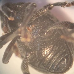 Chalcodermus inaequicollis