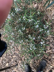 Philotheca myoporoides