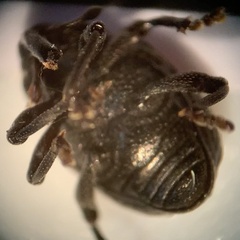 Chalcodermus inaequicollis