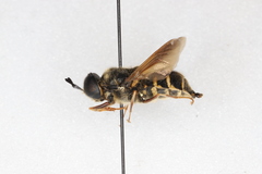 Stratiomys badia