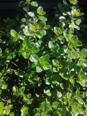 Thymus pulegioides