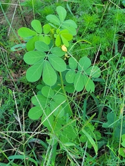 Senna obtusifolia