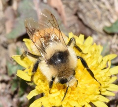 Bombus huntii