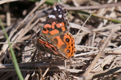 Vanessa braziliensis